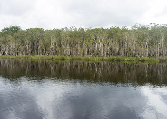 lake in the forest