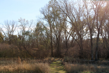 Path into the trees