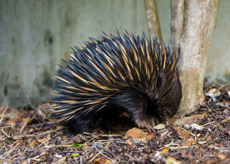 echidna digging for ants in a garden