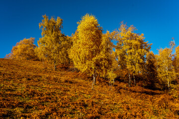 Fototapeta premium autumn in the mountains
