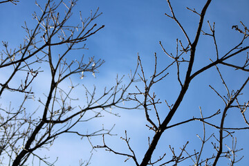 tree branches against the sky