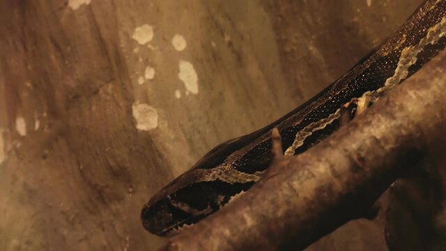 A large python is crawling on a tree branch, its head and skin texture are visible