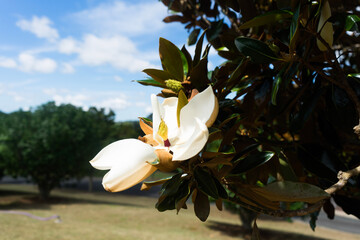 white magnolia flower