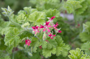 Pelargonium fragrance 