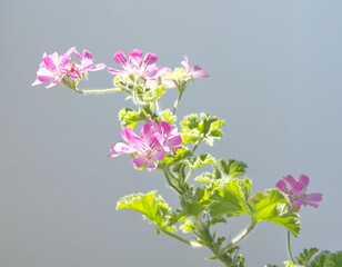 "Rose geranium", Pelargonium capitatum,  rose-scented pelargonium "Pink capricorn"