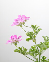 "Rose geranium", Pelargonium capitatum,  rose-scented pelargonium "Pink capricorn"