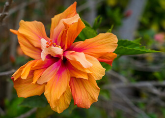 orange hibiscus flower