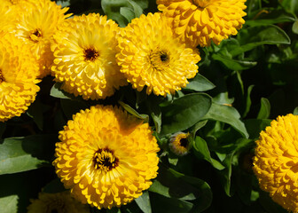 yellow chrysanthemum flowers