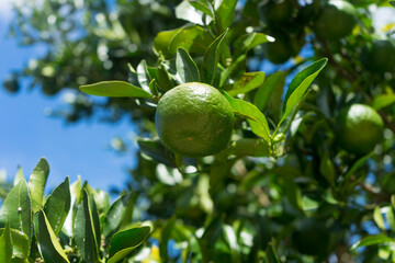 Unripe citrus fruit growing on a tree in an orchard