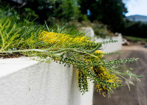 bottlebrush flowers