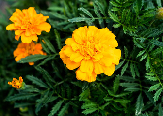 orange marigold flower