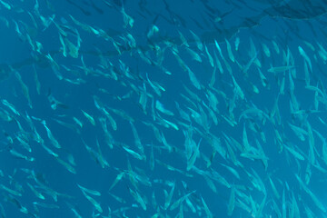 Fototapeta na wymiar school of tiny fish in the ocean