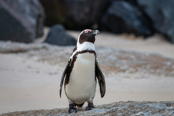 African penguin at Seaforth Beach, Simon’s Town, Cape Town, South Africa .