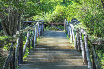 Fototapeta premium wooden bridge in the forest