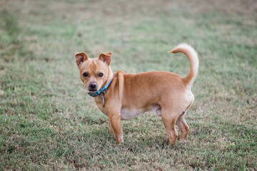 a small mixed breed Chihuahua standing outside in the yard on the grass