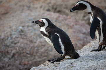 Obraz premium African penguin at Seaforth Beach, Simon’s Town, Cape Town, South Africa .