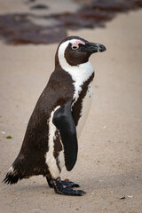 Close-up of African penguin at Seaforth Beach, Simon&rsquo;s Town, Cape Town, South Africa .