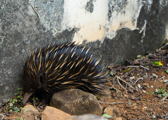 echidna burrowing beside a wall