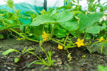flowering zucchini plants in a garden