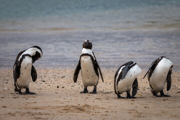 African penguin at Seaforth Beach, Simon’s Town, Cape Town, South Africa .