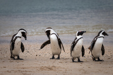 African penguin at Seaforth Beach, Simon’s Town, Cape Town, South Africa .