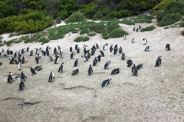 African penguins at Boulders beach colony, Cape Town, South Africa .