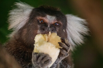 hungry monkey