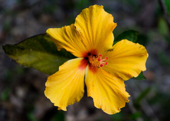 yellow hibiscus flower