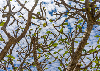 frangipani branches against blue sky