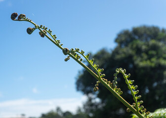 young fern fronds against a blue sky