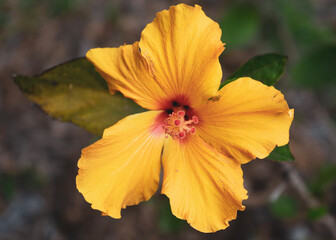 yellow hibiscus flower