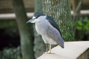 Black Crowned Night Heron