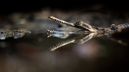 Close Up of a Sinyulong Crocodile or Buaya Sapit.