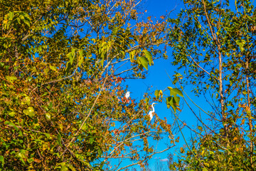 Large white Great Egrets sitting in a tree