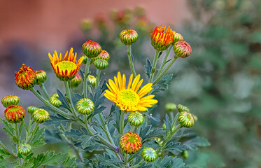 Emerging Chrusanthemums
