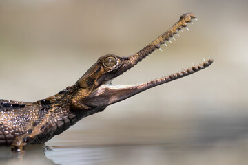 Close Up of a Sinyulong Crocodile or Buaya Sapit.