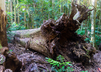 roots of a fallen tree