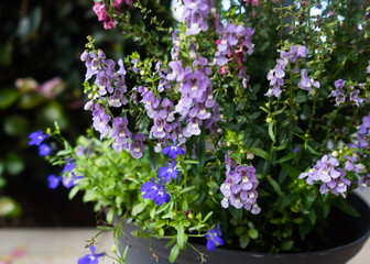 purple flowers in a pot