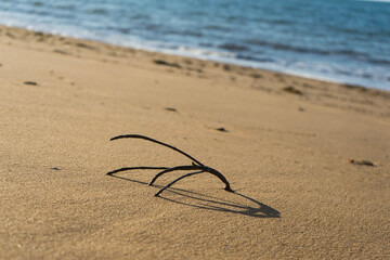 branch on the beach © Elise