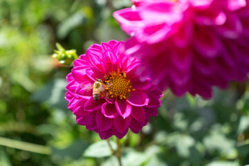 Obraz premium bee on pink flower