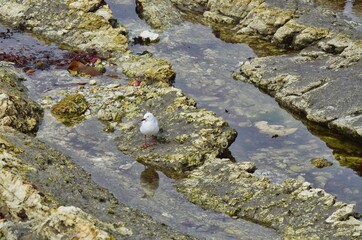 Seagull Standing in Tide Pools in New Zealand