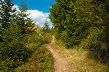 Fototapeta na wymiar wilderness environment space empty dirt trail between trees in highland mountain region in summer clear weather day