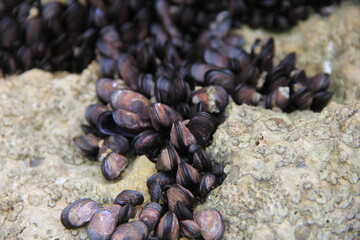 岩場に群生する二枚貝