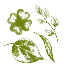 Set of Vector decorative hand-drawn leaves . Artwork with imitation black ink or pen. Elements for packaging  design of tea, medicines, cosmetics, banners, gift products. Clover, birch, willow, rose. © helen_tereshina