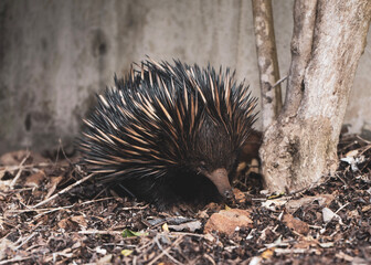 Echidna in the leaves