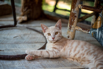 Orange tabby kitten 