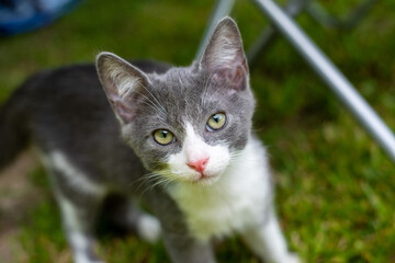 Pretty grey kitten 