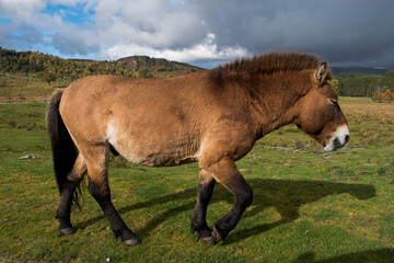 horse in the meadow