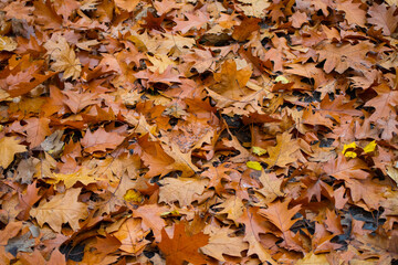 Beautiful autumn leaves as background