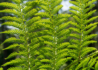 green fern leaves